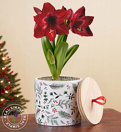 Holiday Amaryllis by Real Simple ®